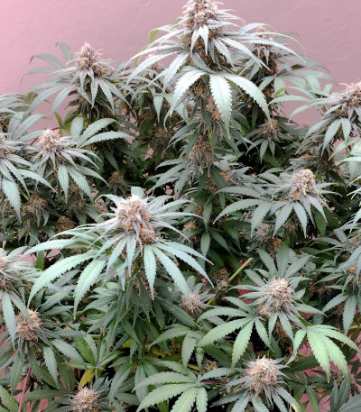 Сорт Delicious Cookies fem (Delicious Seeds) Сорт Delicious Cookies fem (Delicious Seeds) — изображение 4