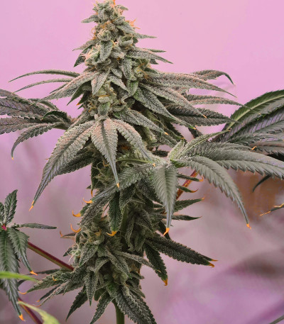 Сорт Delicious Cookies fem (Delicious Seeds) Сорт Delicious Cookies fem (Delicious Seeds) — изображение 5
