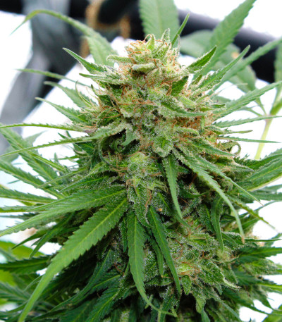 Сорт Delicious Cookies fem (Delicious Seeds) Сорт Delicious Cookies fem (Delicious Seeds) — изображение 6