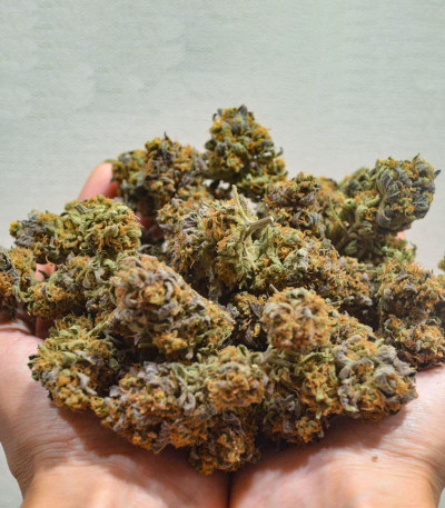 Сорт Delicious Cookies fem (Delicious Seeds) Сорт Delicious Cookies fem (Delicious Seeds) — изображение 7