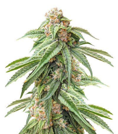 Сорт Delicious Cookies fem (Delicious Seeds) Сорт Delicious Cookies fem (Delicious Seeds)