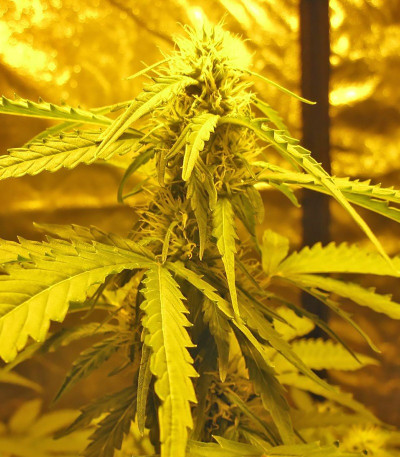 Сорт Devotchka auto fem (Doctor’s Choiсe) Сорт Devotchka auto fem (Doctor’s Choiсe) — изображение 3