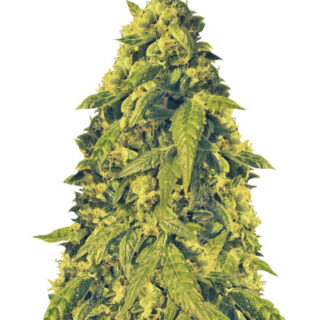 Сорт Devotchka auto fem (Doctor’s Choiсe) Сорт Devotchka auto fem (Doctor’s Choiсe)