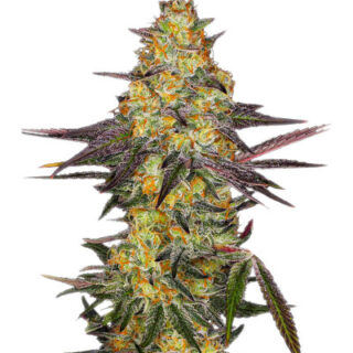 Сорт El Dorado OG fem (Paradise Seeds) Сорт El Dorado OG fem (Paradise Seeds)