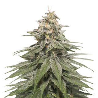 Сорт Eleven Roses Early Version fem (Delicious Seeds)