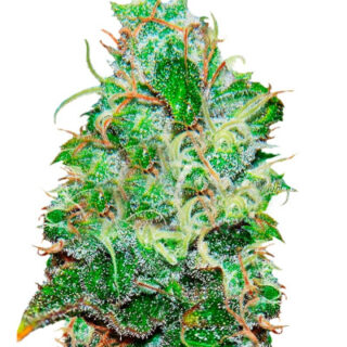 Сорт Fruity Chronic Juice fem (Delicious Seeds)