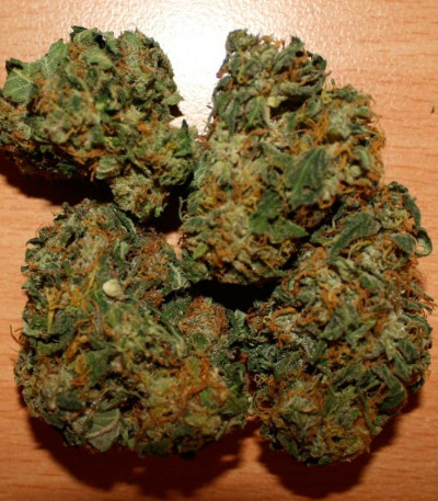 Сорт Fruity Chronic Juice fem (Delicious Seeds) Сорт Fruity Chronic Juice fem (Delicious Seeds) — изображение 4