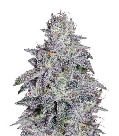 Сорт Franco's Lemon Cheese fem (GHS) Сорт Franco's Lemon Cheese fem (GHS)