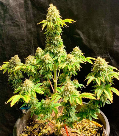 Сорт Frosted Guava fem (Original Sensible Seeds) Сорт Frosted Guava fem (Original Sensible Seeds) — изображение 4