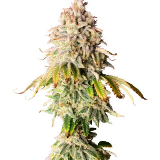 Сорт Frosted Guava fem (Original Sensible Seeds)