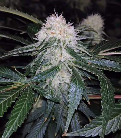 Сорт Fruity Chronic Juice fem (Delicious Seeds) Сорт Fruity Chronic Juice fem (Delicious Seeds) — изображение 3