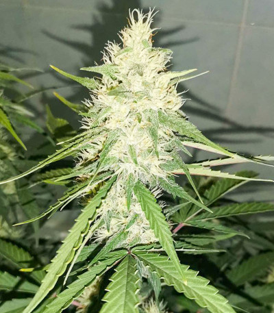 Сорт Gran Purple Banner Auto fem (Cali Buds Seeds) Сорт Gran Purple Banner Auto fem (Cali Buds Seeds) — изображение 4