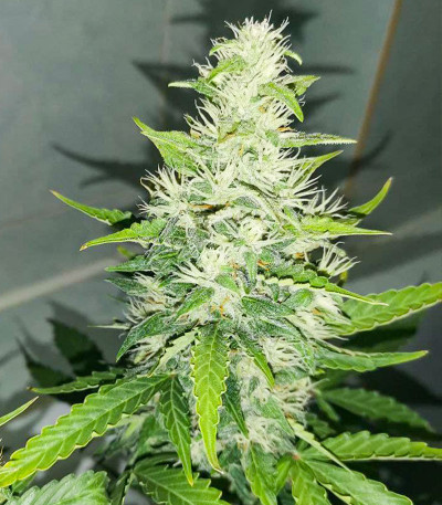 Сорт Gran Purple Banner Auto fem (Cali Buds Seeds) Сорт Gran Purple Banner Auto fem (Cali Buds Seeds) — изображение 5