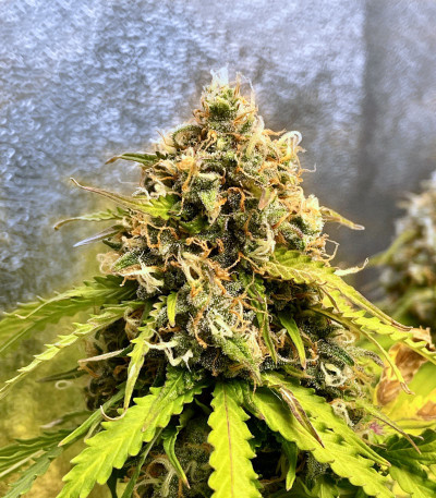 Сорт Gelato Auto fem (Herbies Seeds) Сорт Gelato Auto fem (Herbies Seeds) — изображение 4