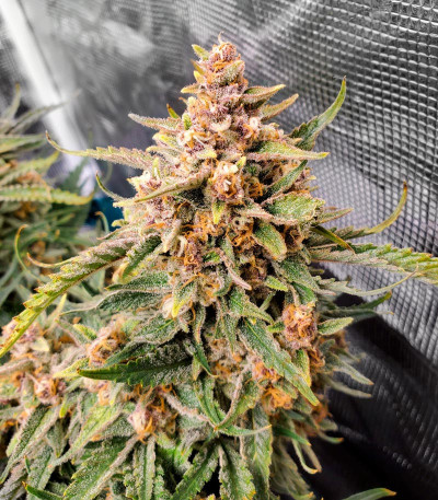 Сорт Gelato Auto fem (Herbies Seeds) Сорт Gelato Auto fem (Herbies Seeds) — изображение 5