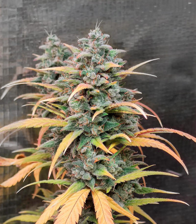 Сорт Gelato Auto fem (Herbies Seeds) Сорт Gelato Auto fem (Herbies Seeds) — изображение 6