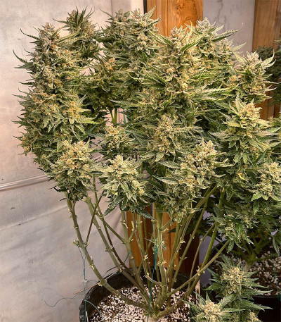 Сорт Gelato Auto fem (Herbies Seeds) Сорт Gelato Auto fem (Herbies Seeds) — изображение 7