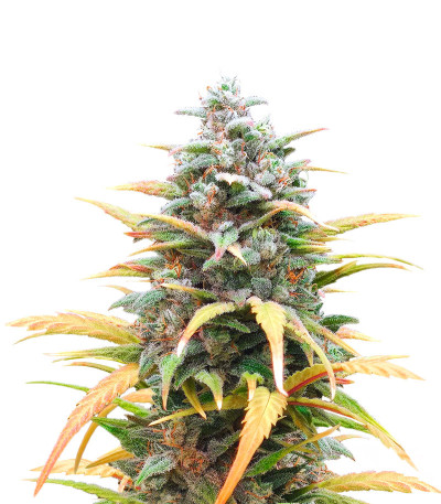 Сорт Gelato Auto fem (Herbies Seeds) Сорт Gelato Auto fem (Herbies Seeds)