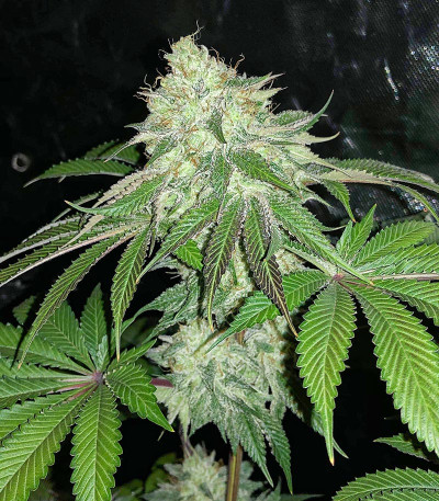 Сорт Godzilla Original Glue GG#4 (Godzilla Glue #4) fem (Herbies Seeds) Сорт Godzilla Original Glue GG#4 (Godzilla Glue #4) fem (Herbies Seeds) — изображение 4
