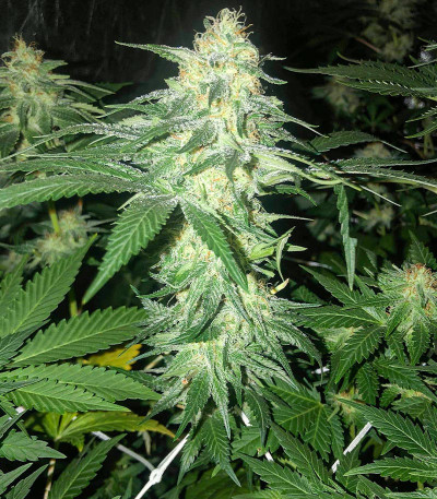 Сорт Godzilla Original Glue GG#4 (Godzilla Glue #4) fem (Herbies Seeds) Сорт Godzilla Original Glue GG#4 (Godzilla Glue #4) fem (Herbies Seeds) — изображение 5