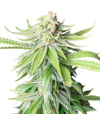 Сорт Godzilla Original Glue GG#4 (Godzilla Glue #4) fem (Herbies Seeds) Сорт Godzilla Original Glue GG#4 (Godzilla Glue #4) fem (Herbies Seeds)