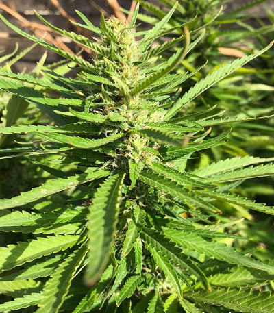 Сорт Heavy Kickers Mix fem (Herbies Seeds) Сорт Heavy Kickers Mix fem (Herbies Seeds) — изображение 6