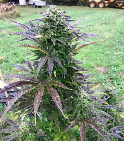 Сорт Golosa Early Version fem (Delicious Seeds) Сорт Golosa Early Version fem (Delicious Seeds) — изображение 3