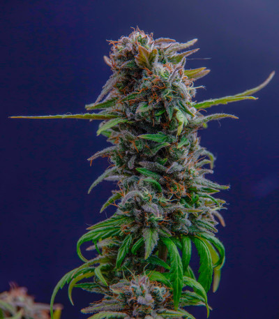 Сорт Golosa Early Version fem (Delicious Seeds) Сорт Golosa Early Version fem (Delicious Seeds) — изображение 5
