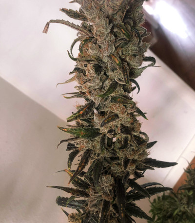 Сорт Golosa Early Version fem (Delicious Seeds) Сорт Golosa Early Version fem (Delicious Seeds) — изображение 6