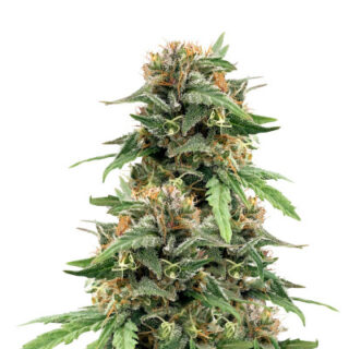 Сорт Golosa Early Version fem (Delicious Seeds)