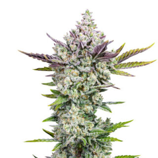 Сорт Gorilla Cookies Auto fem (FastBuds) Сорт Gorilla Cookies Auto fem (FastBuds)