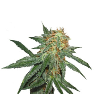 Сорт Great White Shark fem (GHS)
