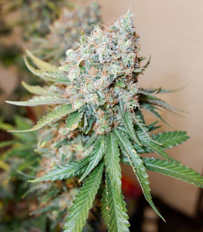 Сорт Ice Cream Ghost Train fem (Cali Buds Seeds) Сорт Ice Cream Ghost Train fem (Cali Buds Seeds) — изображение 3