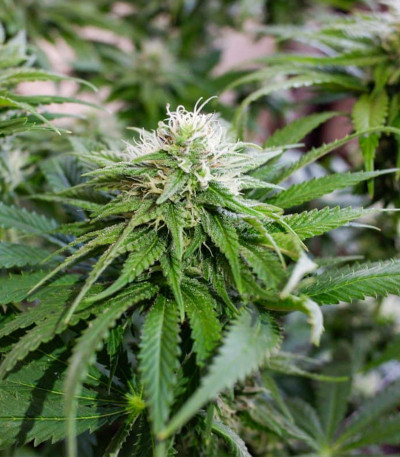 Сорт Ice Cream Ghost Train fem (Cali Buds Seeds) Сорт Ice Cream Ghost Train fem (Cali Buds Seeds) — изображение 4