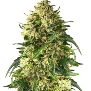 Сорт Ice Cream Ghost Train fem (Cali Buds Seeds) Сорт Ice Cream Ghost Train fem (Cali Buds Seeds)