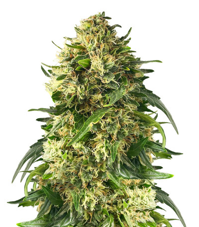 Сорт Ice Cream Ghost Train fem (Cali Buds Seeds) Сорт Ice Cream Ghost Train fem (Cali Buds Seeds)
