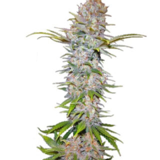 Сорт Jock Horror Automatic fem (Nirvana Seeds)