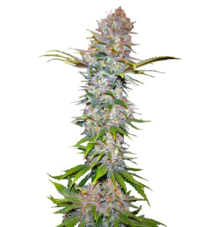Сорт Jock Horror fem (Nirvana Seeds) Сорт Jock Horror fem (Nirvana Seeds)