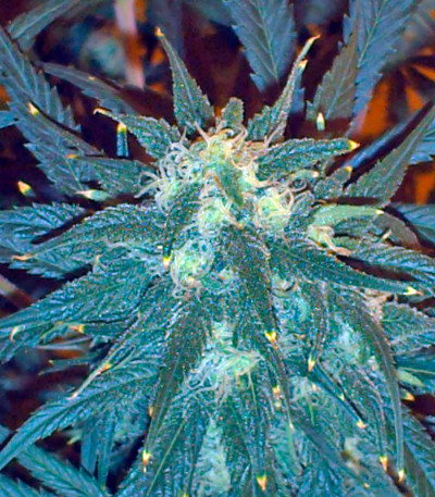 Сорт Jock Horror fem (Nirvana Seeds) Сорт Jock Horror fem (Nirvana Seeds) — изображение 2