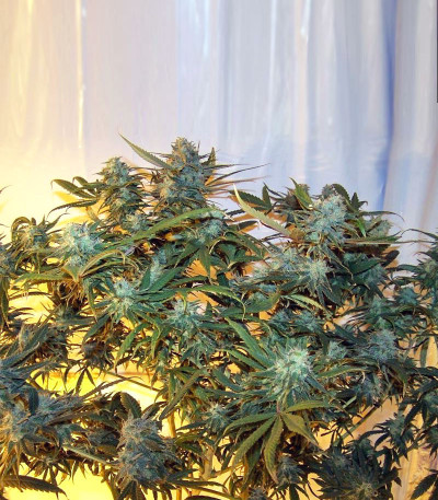 Сорт Kaya 47 fem (Advanced Seeds) Сорт Kaya 47 fem (Advanced Seeds) — изображение 5