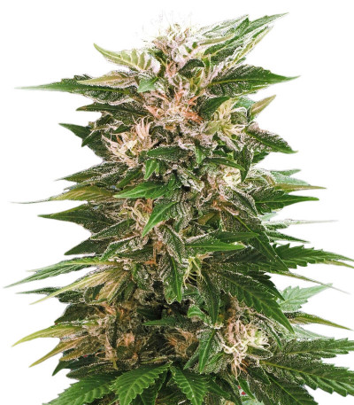 Сорт Kaya 47 fem (Advanced Seeds) Сорт Kaya 47 fem (Advanced Seeds)