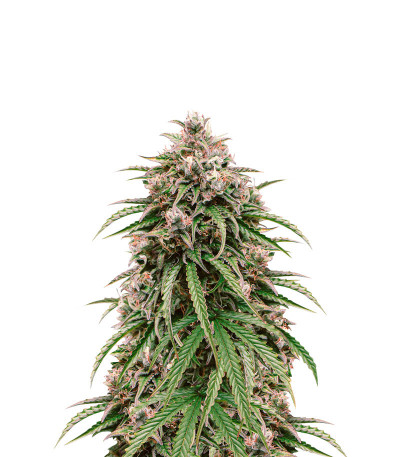 Сорт LSD Auto fem (Barney's Farm) Сорт LSD Auto fem (Barney's Farm)