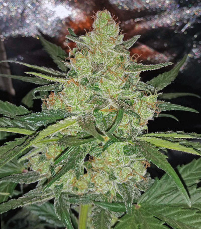 Сорт LSD Auto fem (Barney's Farm) Сорт LSD Auto fem (Barney's Farm) — изображение 5