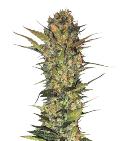 Сорт Lithium OG Kush fem (Nirvana Seeds) Сорт Lithium OG Kush fem (Nirvana Seeds)