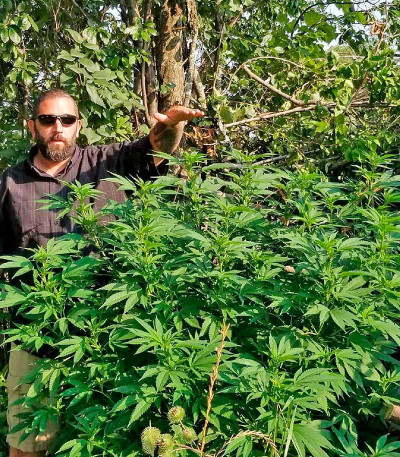 Сорт Lithium OG Kush fem (Nirvana Seeds) Сорт Lithium OG Kush fem (Nirvana Seeds) — изображение 4
