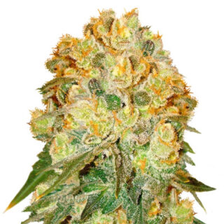 Сорт Marmalate fem (Delicious Seeds)