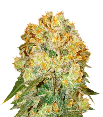 Сорт Marmalate fem (Delicious Seeds) Сорт Marmalate fem (Delicious Seeds)