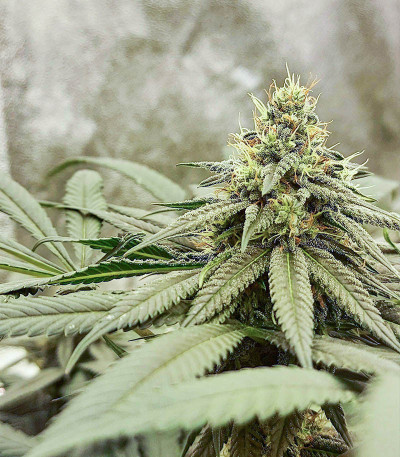 Сорт Mimosa Evo fem (Barney's Farm) Сорт Mimosa Evo fem (Barney's Farm) — изображение 4