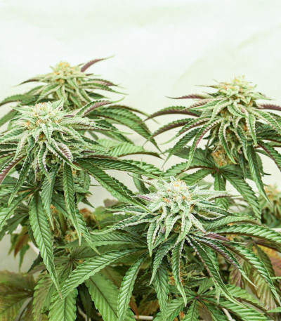 Сорт Mimosa Evo fem (Barney's Farm) Сорт Mimosa Evo fem (Barney's Farm) — изображение 5