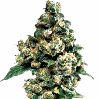 Сорт Jack Herer fem (GHS)